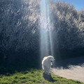 blessed dog.jpg
