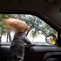 dog 3.png