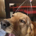 dog enjoying.png