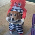 dog head.png