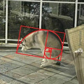 dog_golden_spiral.jpeg