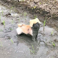 dog_in_mud.jpg