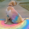 psychedelic_dog.jpg