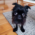 silly_dog.jpg