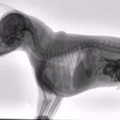 x-ray of dog eating.mp4