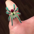 Brazilian Jewel Tarantula.mp4