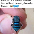 blue bee.jpg