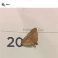 moth day.jpg