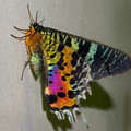 moth_10 - Copy.jpg