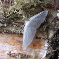 moth_7 - Copy.jpg