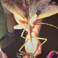 new insect found in Australia.mp4