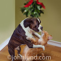 Christmas_Humor_funny_pic_437_.jpg