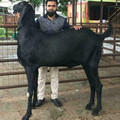 GOAT goat.jpg