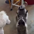 Spill The Memes - So CUTE!! [2007190178192859136].mp4