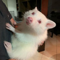 albino raccoon.jpg