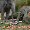 birthday1-460x305.jpg