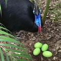 green cassowary eggs.jpg