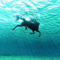 horse_2.jpg