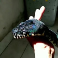 iridescent snake.mp4