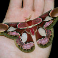 moth_11.jpg