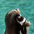 sealhuggingpenguin.jpg