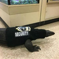 security.jpg