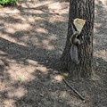 squirrel with pizza.jpg