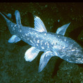 070801.coelacanth2.jpg