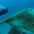 500x_giantstingray.jpg