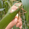 Giant_Malaysian_Katydid.mp4