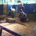 Komodo_3.jpg