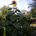 americangiantsunflowernd8.jpg