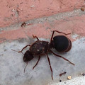 ant.jpg