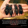 asian_giant_hornet_2.jpg
