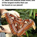 attacus atlas moth.jpg