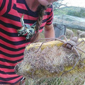 australian_spider.jpg