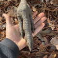 emu_claw.jpg