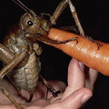 giant_weta.jpeg