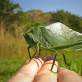 giantkatydid.jpg