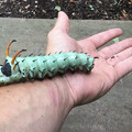 hickory_horned_devil.jpg