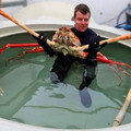 japanese_spider_crab.jpg