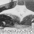 manta_ray.jpg