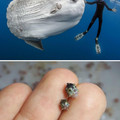 ocean_sunfish_adult_and_babies_.jpg