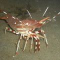 pacific_prawn.jpg
