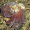stubby_squid.jpg