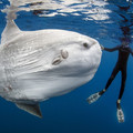 sunfish.jpg