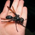 tarantulahawk.jpg