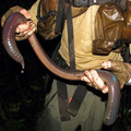 worm.jpg