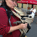 florida alligator.jpg