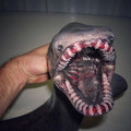 frilled shark.jpg